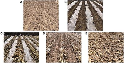 Combined Straw and Plastic Film Mulching Can Increase the Yield and Quality of Open Field Loose-Curd Cauliflower